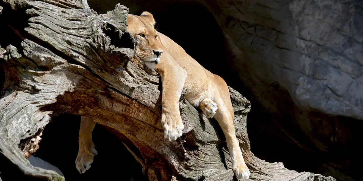 Tener pereza: lo que realmente significa